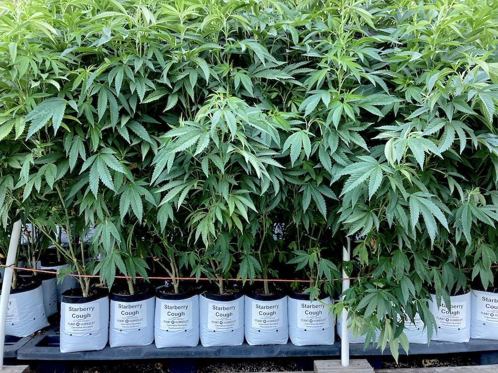 A row of cannabis plants in a nursery in Briceland, Humboldt County California. The variety name "Starberry Cough" can be read on the labels on the white pots.