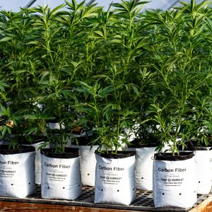 A row of branchy, bright green cannabis plants in while pots with labels showing the "Carbon Fiber" variety name and the Plant Humboldt Cannabis Nursery logo.