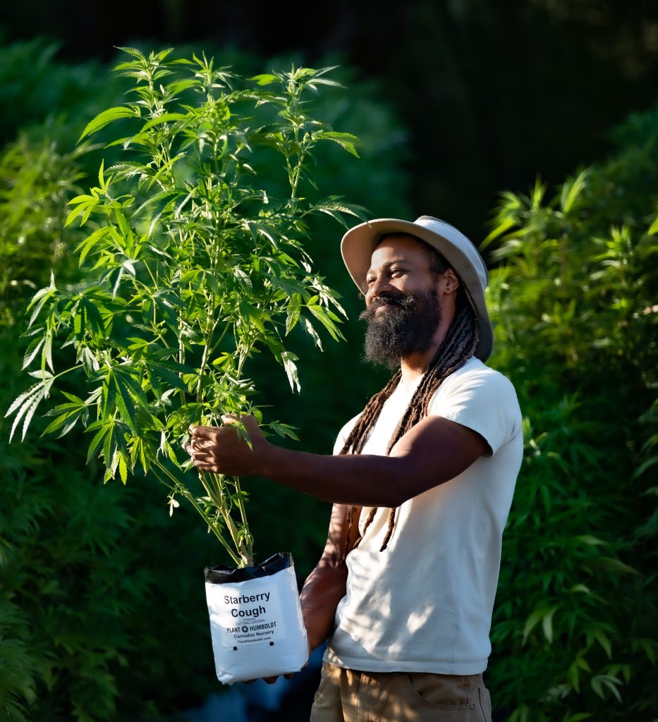 A man in a hat and white shirt holds up a large, sun-grown cannabis plant at a cannabis nursery in Briceland, Humboldt County California.