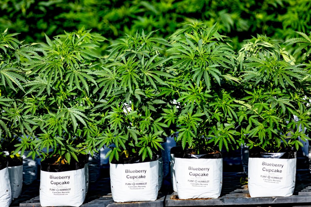 A row of potted cannabis plants in the sun. The labels on the white pots say "Blueberry Cupcake" and has the Plant Humboldt Cannabis Nursery logo.