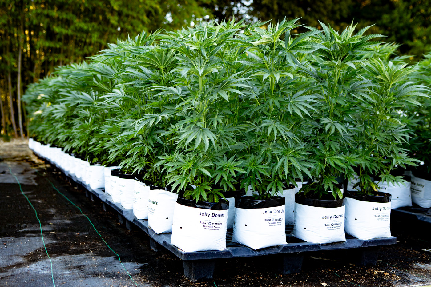 Rows of cannabis plants in a cannabis nursery in Humboldt County, California growing in white, 2-gallon pots.